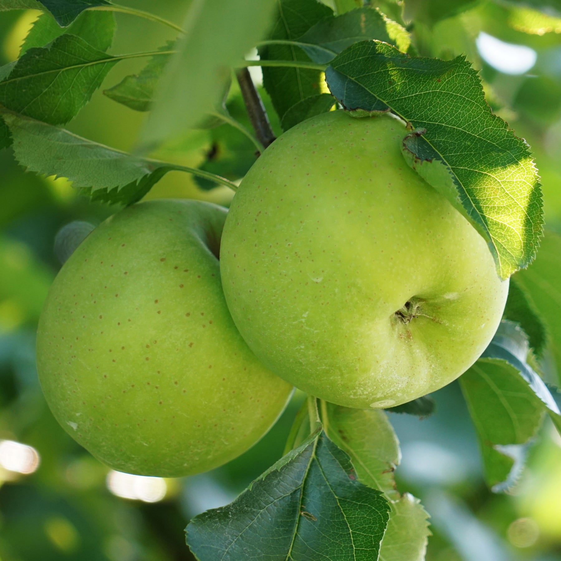 Pommier Granny Smith - Malus domestica 'granny smith' - Plantes