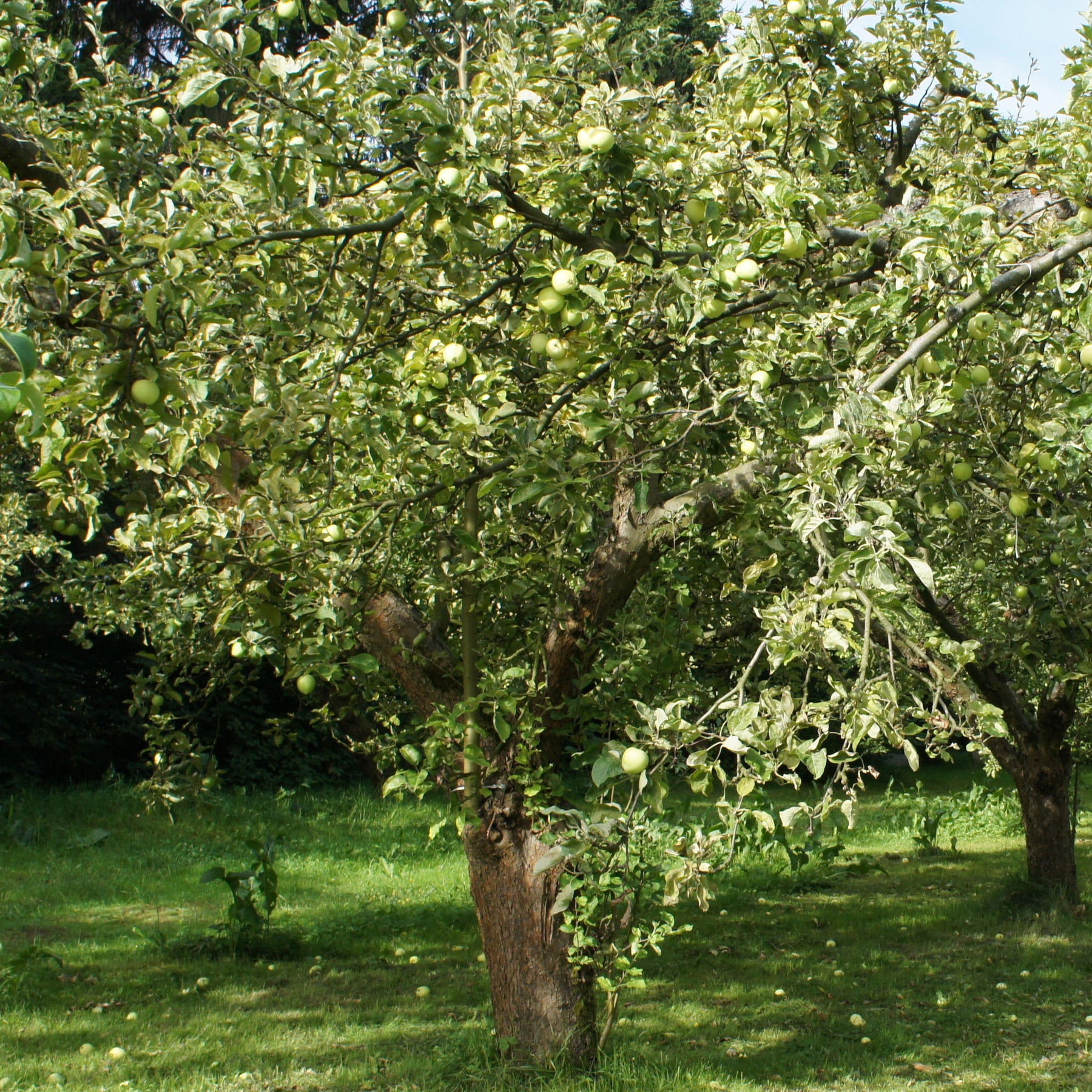 Pommier Granny Smith - Malus domestica 'granny smith' - Fruitiers Arbres et arbustes