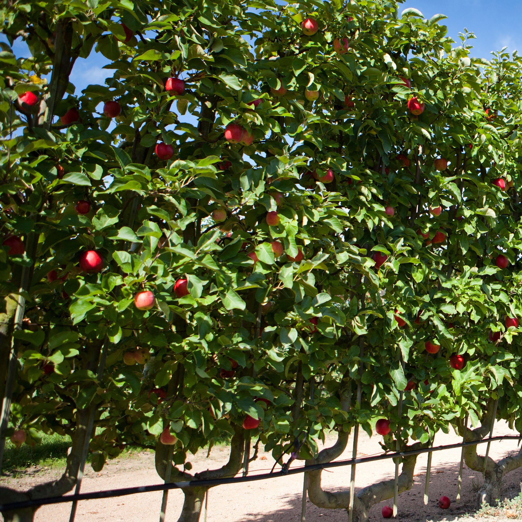 Pommier Starking Delicious - Malus domestica 'starking delicious' - Fruitiers Arbres et arbustes