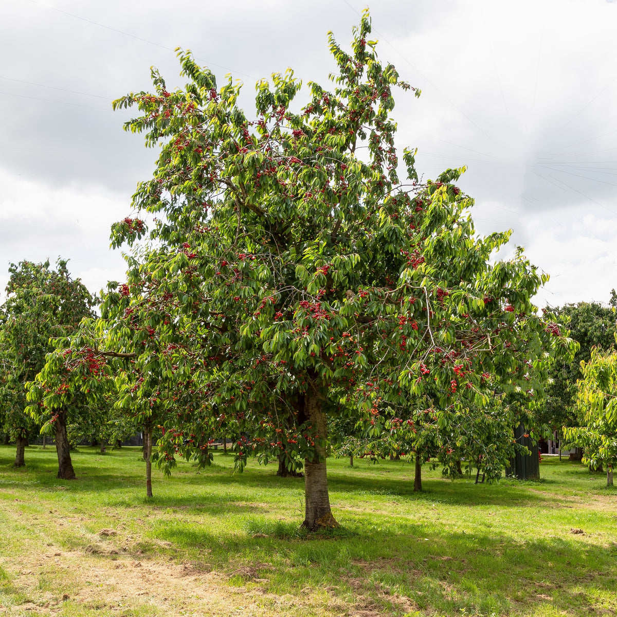 Cerisier Bigareau Moreau - Prunus avium 'morreau' - Willemse