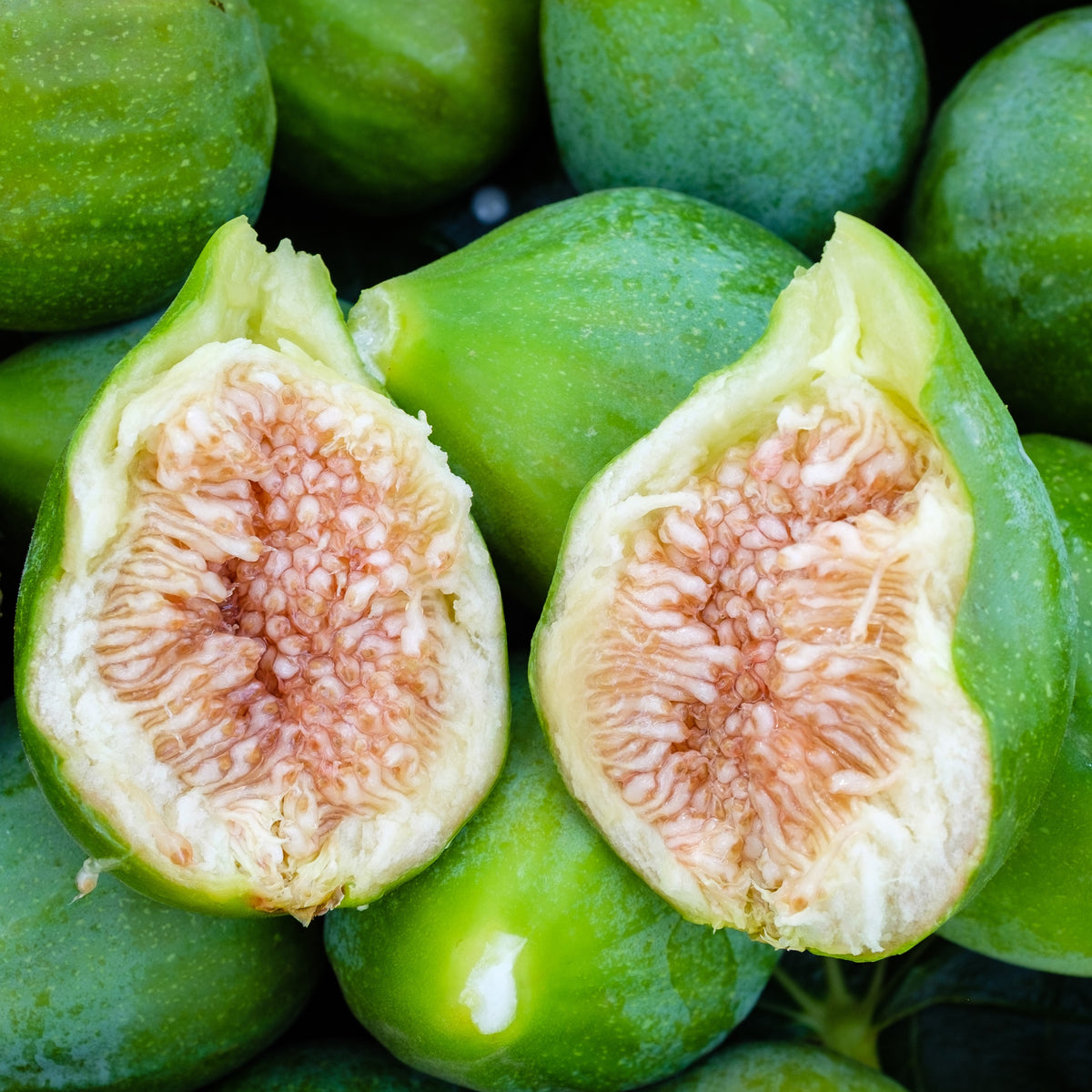 Figuier Fiorone - Ficus carica 'fiorone' - Willemse