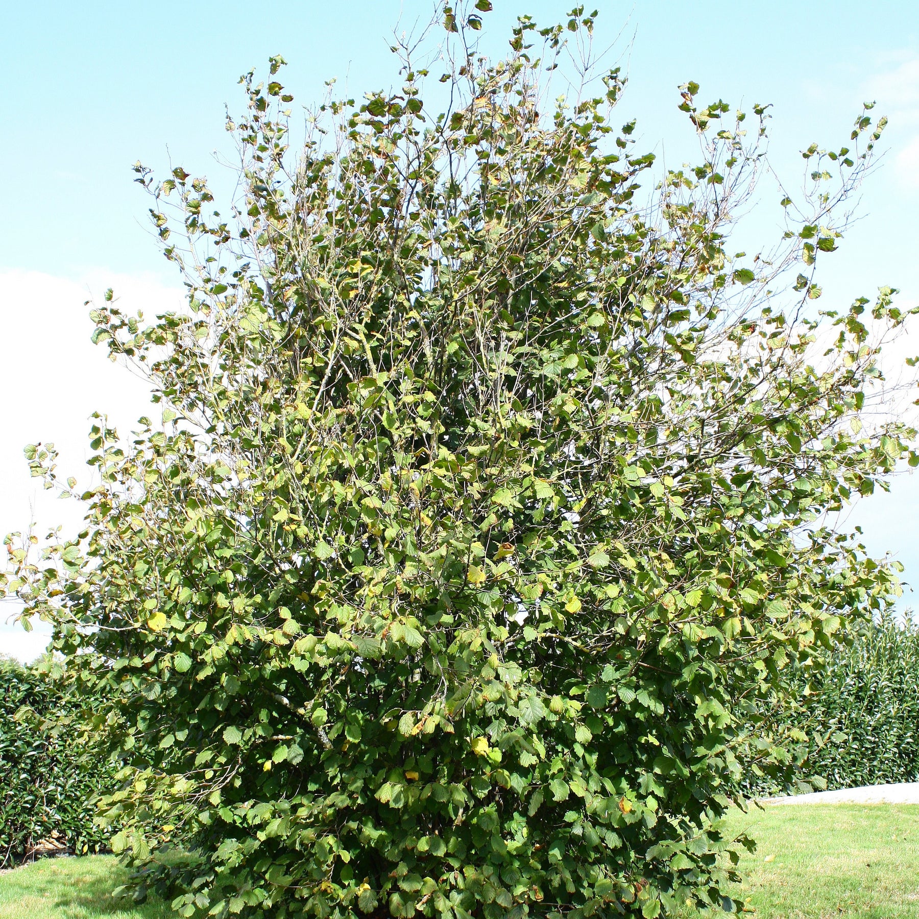 Noisetier Ronde du Piémont