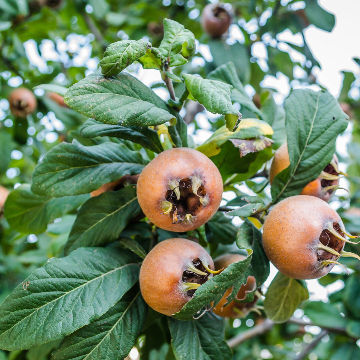 Néflier - Mespilus germanica - Willemse