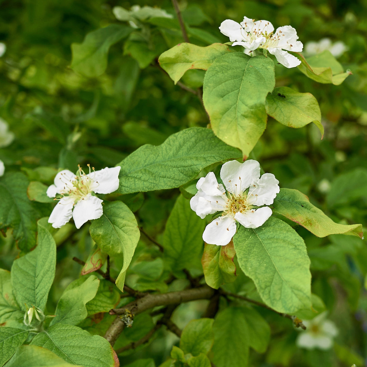 Néflier - Mespilus germanica - Willemse