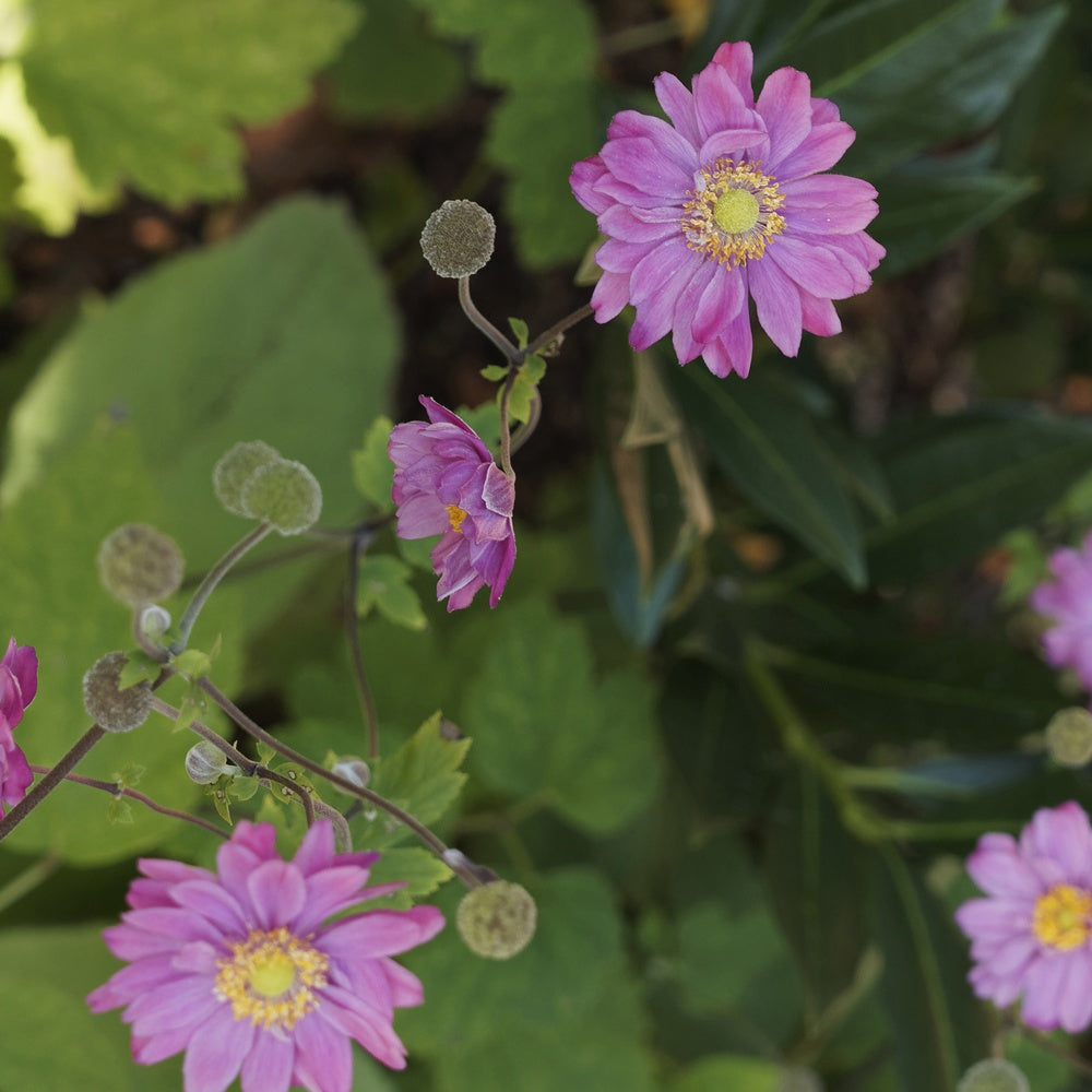 Anémone du Japon Pamina - Anemone hybrida 'pamina' - Plantes