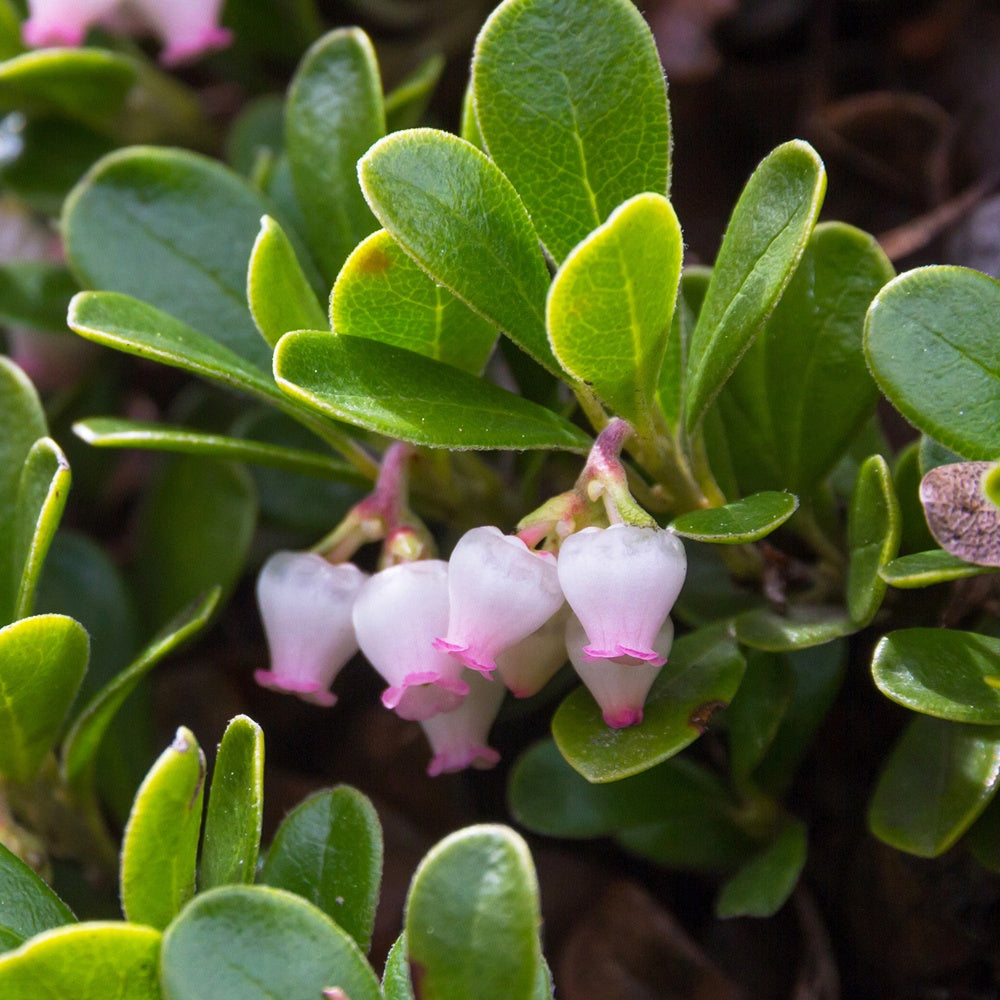 Raisin d'ours - Arctostaphylos uva-ursi - Willemse