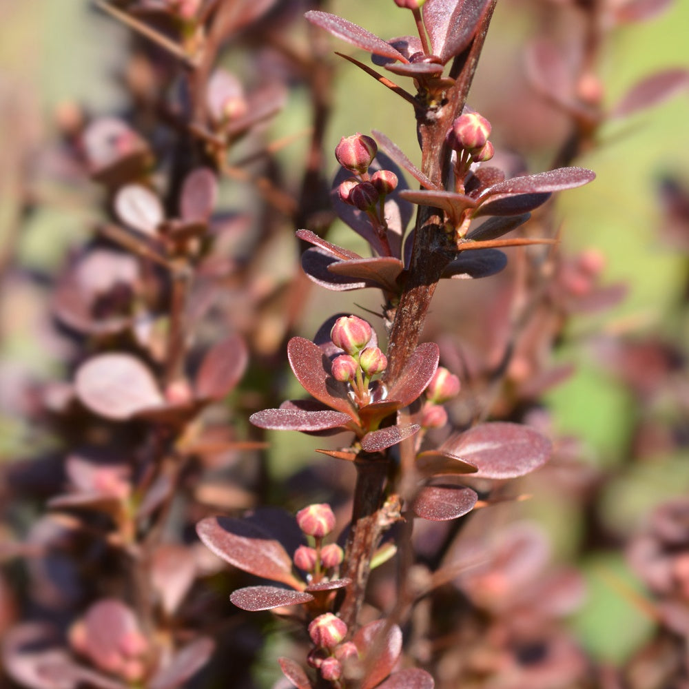 Epine-vinette de Thunberg Helmond Pillar - Berberis thunbergii 'helmond pillar' - Arbustes