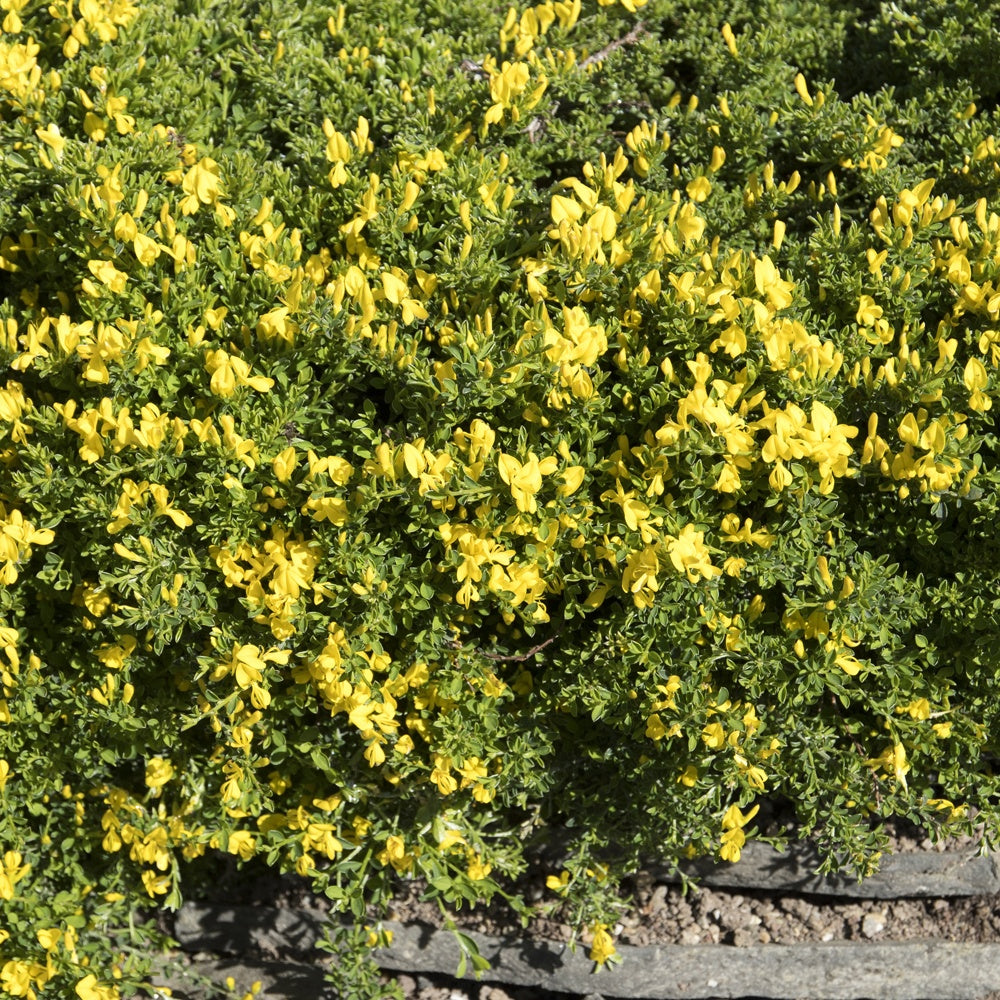 Genêt poilu Vancouver Gold - Genista pilosa 'vancouver gold' - Arbustes