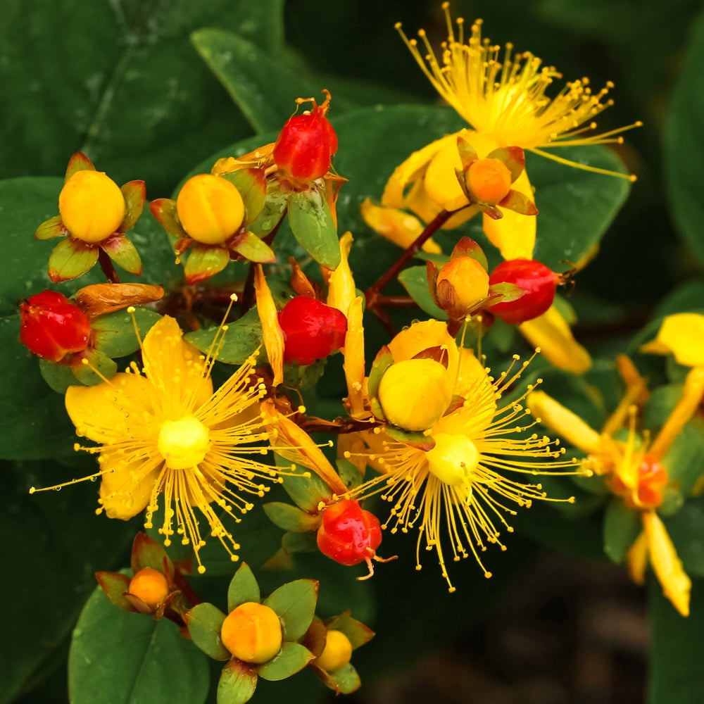 Millepertuis Miracle Wonder - Hypericum 'miracle wonder' - Plantes