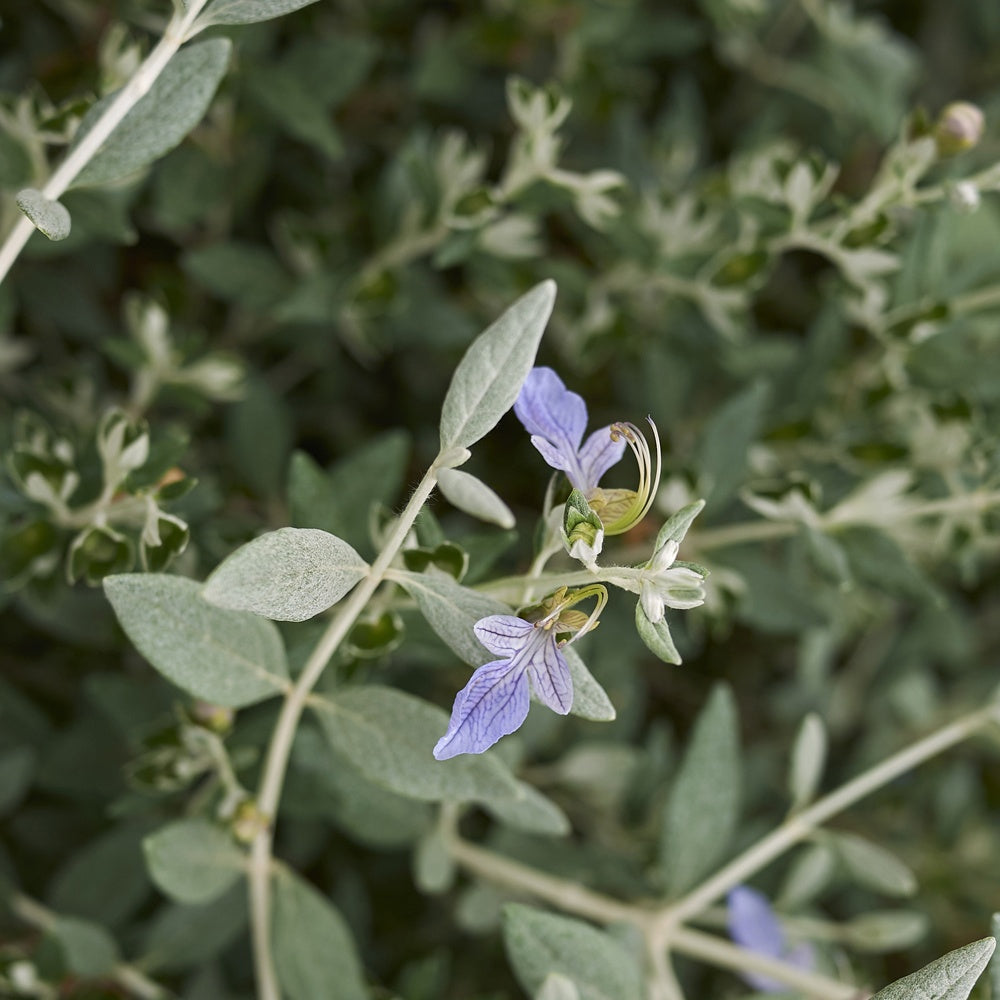 Germandrée arbustive Azureum - Teucrium fruticans 'azureum' - Plantes