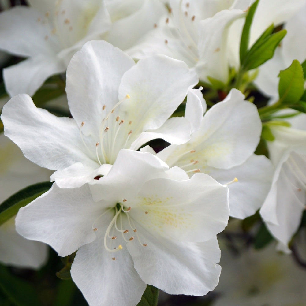 Azalea Palestrina - Azalea palestrina - Plantes