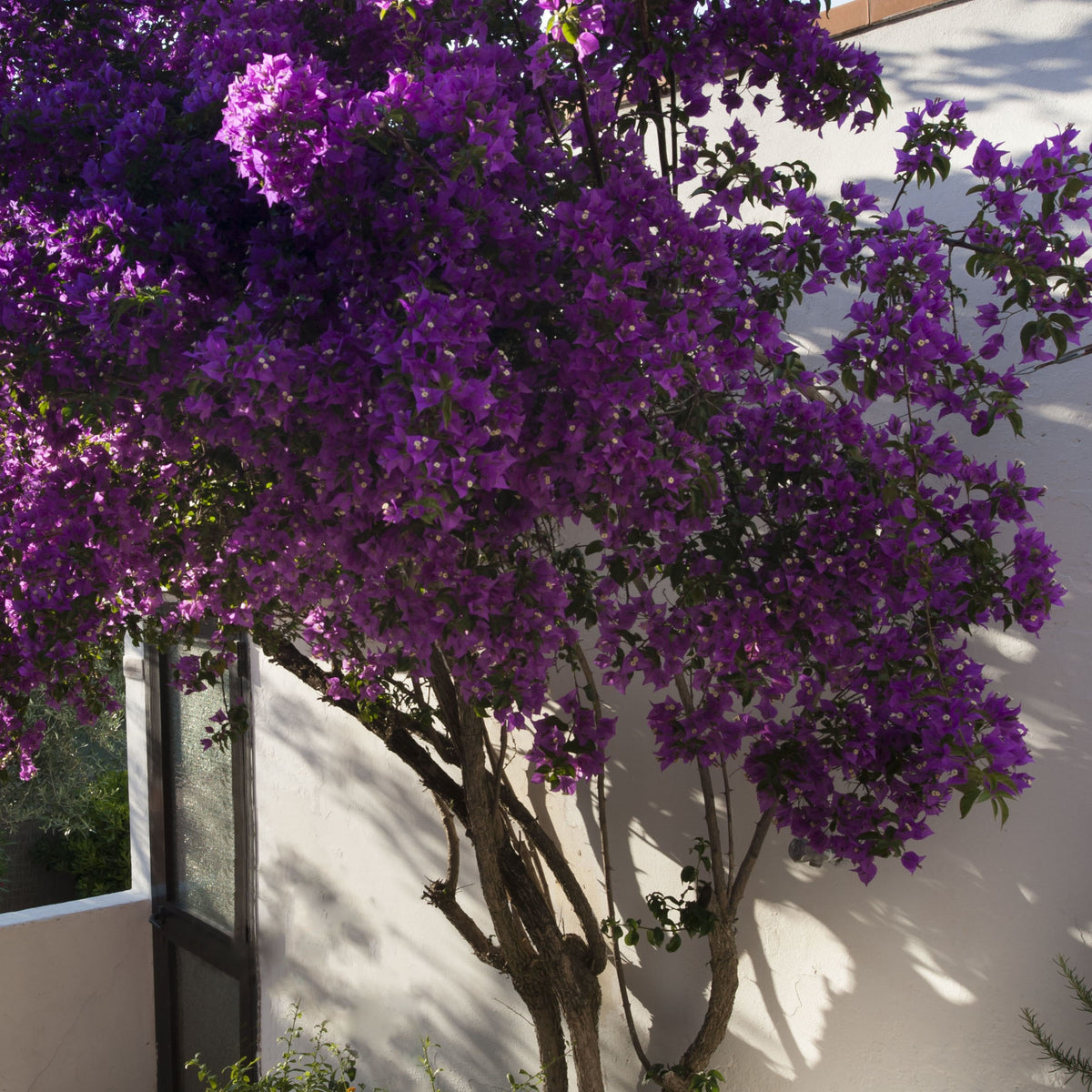 Bougainvillier rustique Violet de Mèze - Bougainvillea 'violet de mèze' - Willemse