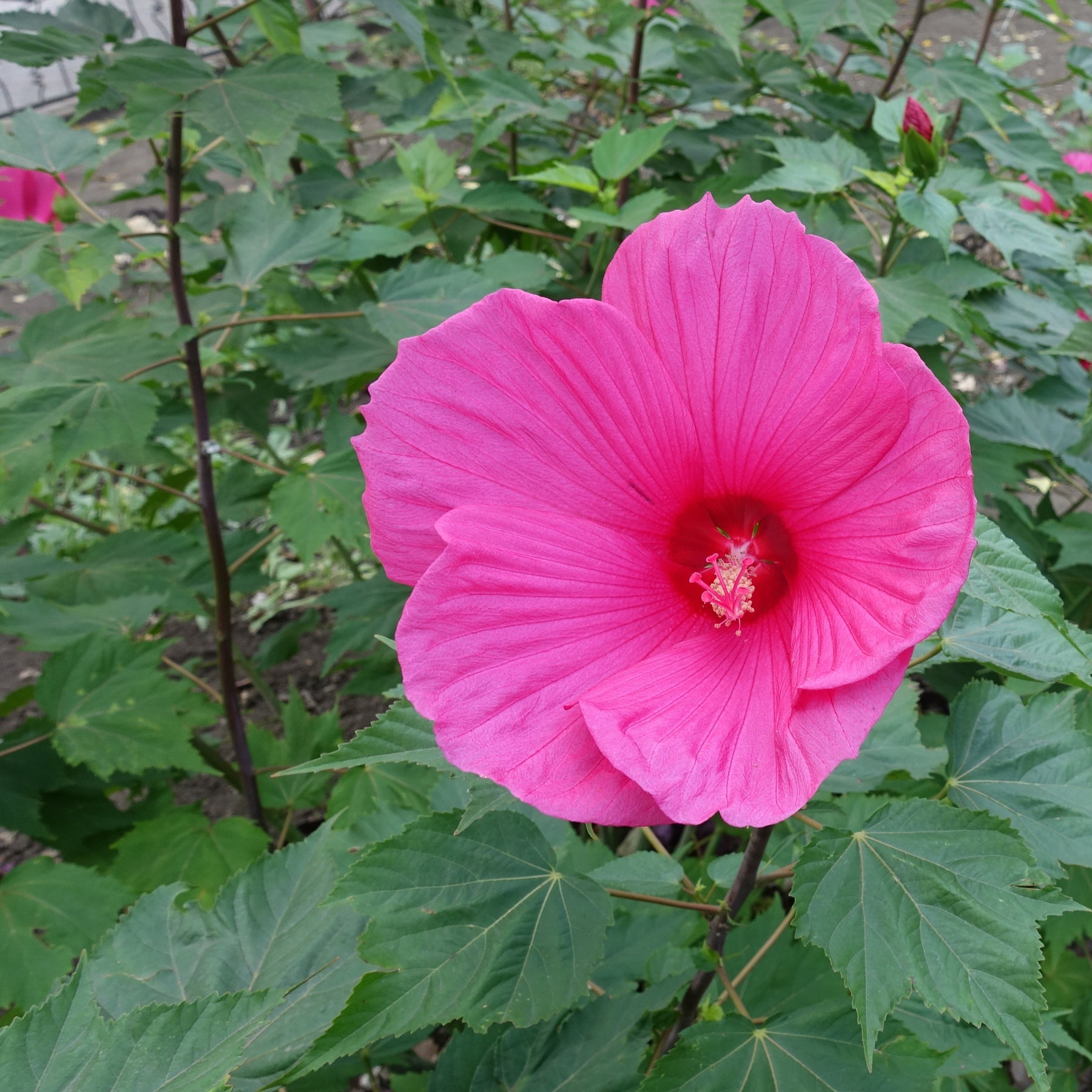 Hibiscus des marais Extreme Magenta ® - Hibiscus moscheutos 'extreme magenta'' - Plantes