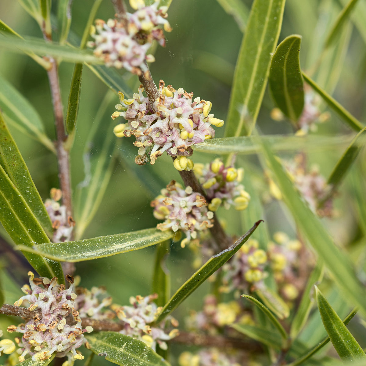 Filaire à feuilles étroites - Phillyrea angustifolia - Willemse