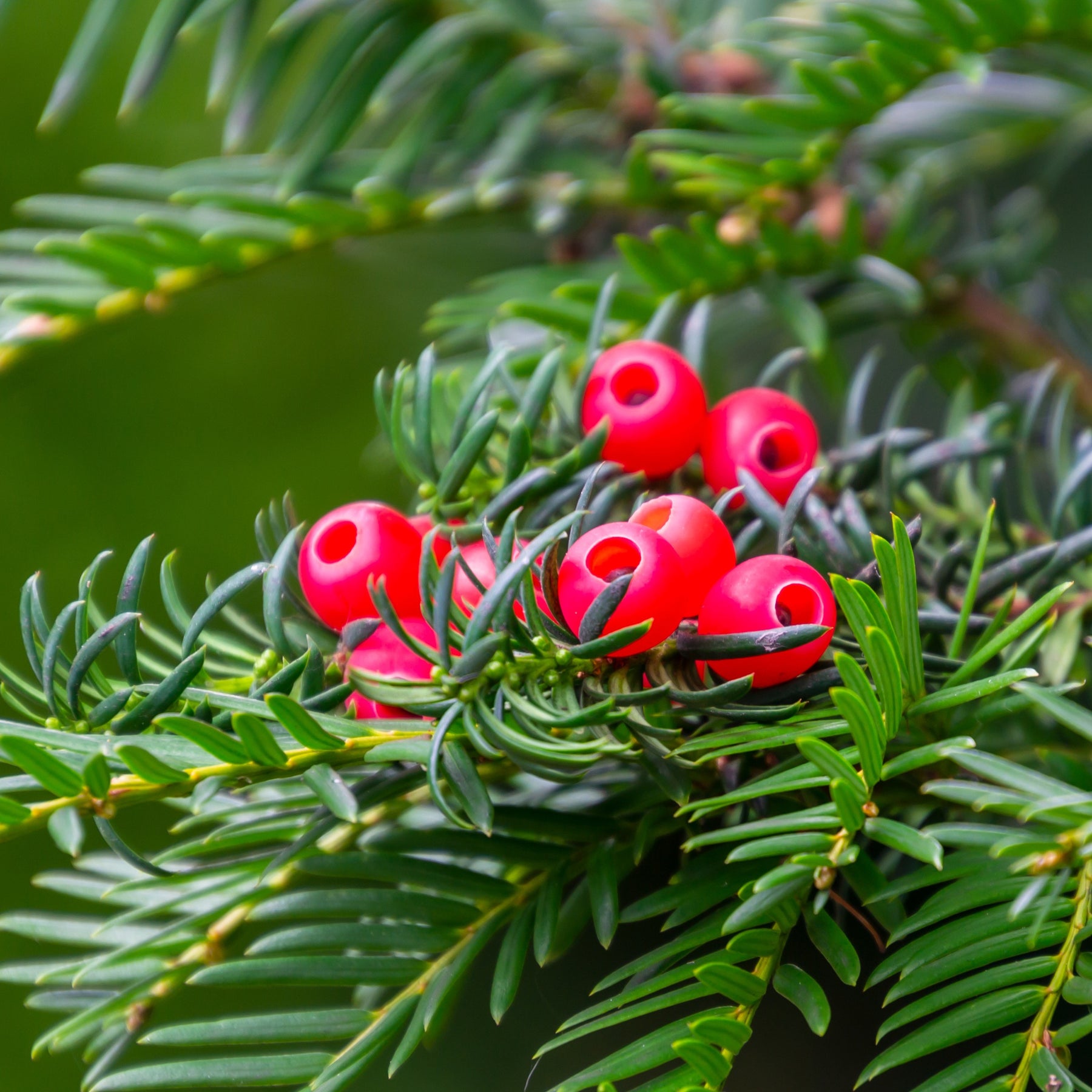 If commun - Taxus baccata - Arbres