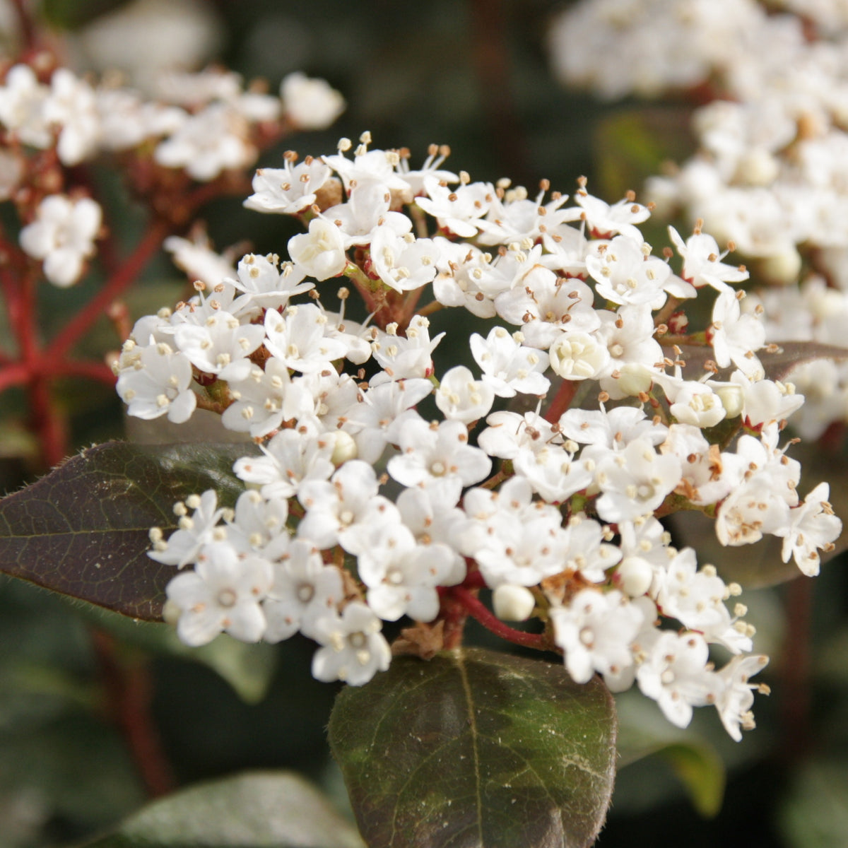 Viorne tin Eve price - Viburnum tinus 'eve price' - Willemse