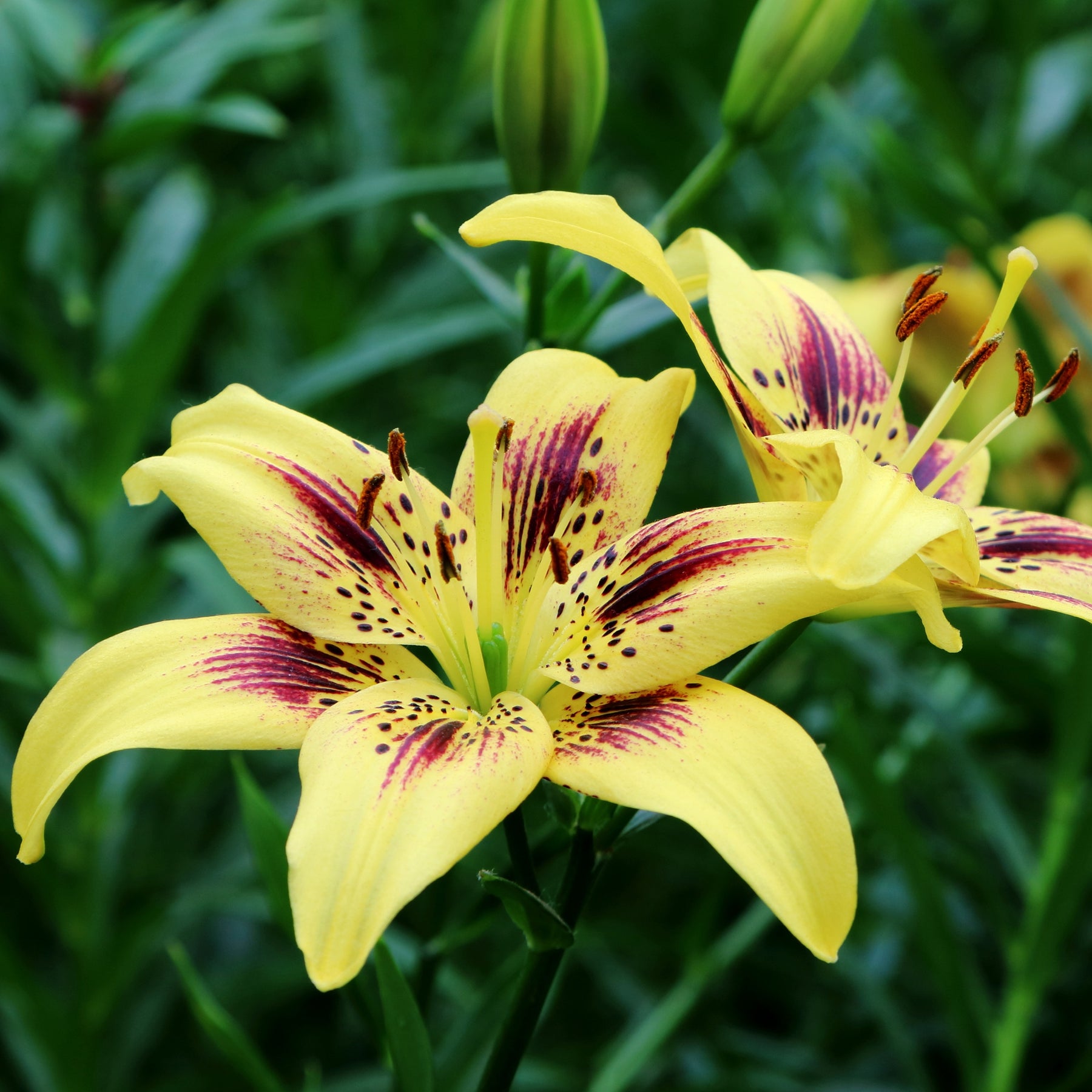 2 Lis asiatiques Pieton - Lilium 'pieton' - Plantes