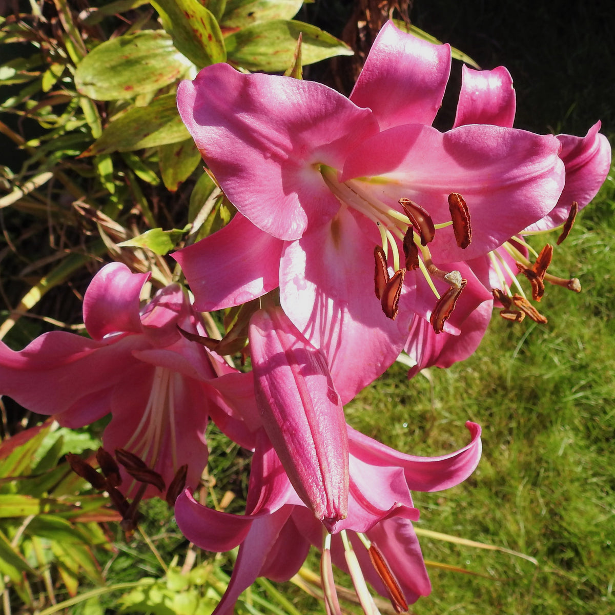 3 Lis Trompette Pink Perfection - Lilium Pink Perfection - Plantes
