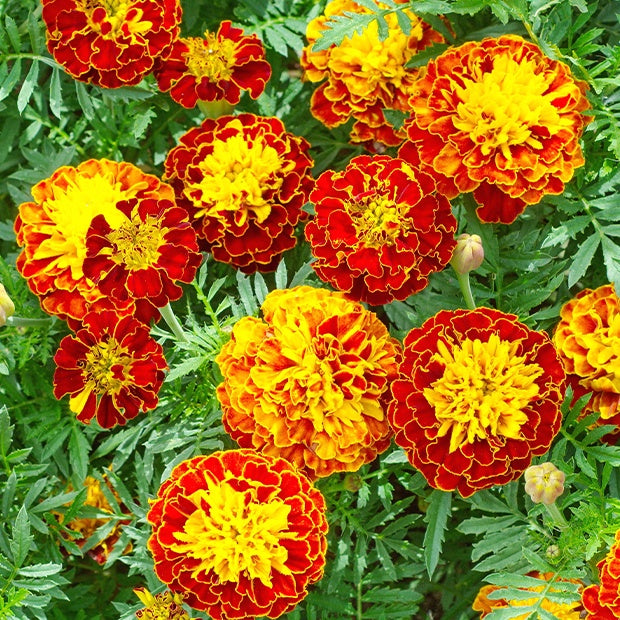 Oeillets d'Inde nains - Tagetes patula - Willemse