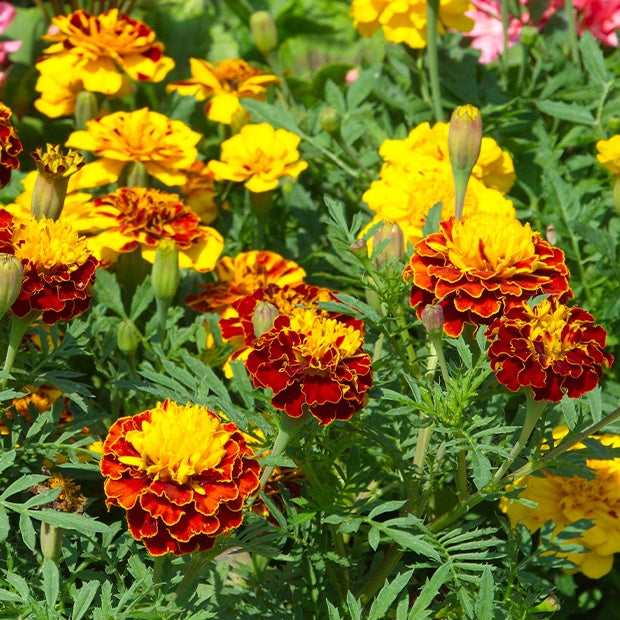 Oeillets d'Inde nains - Tagetes patula - Graines de fleurs