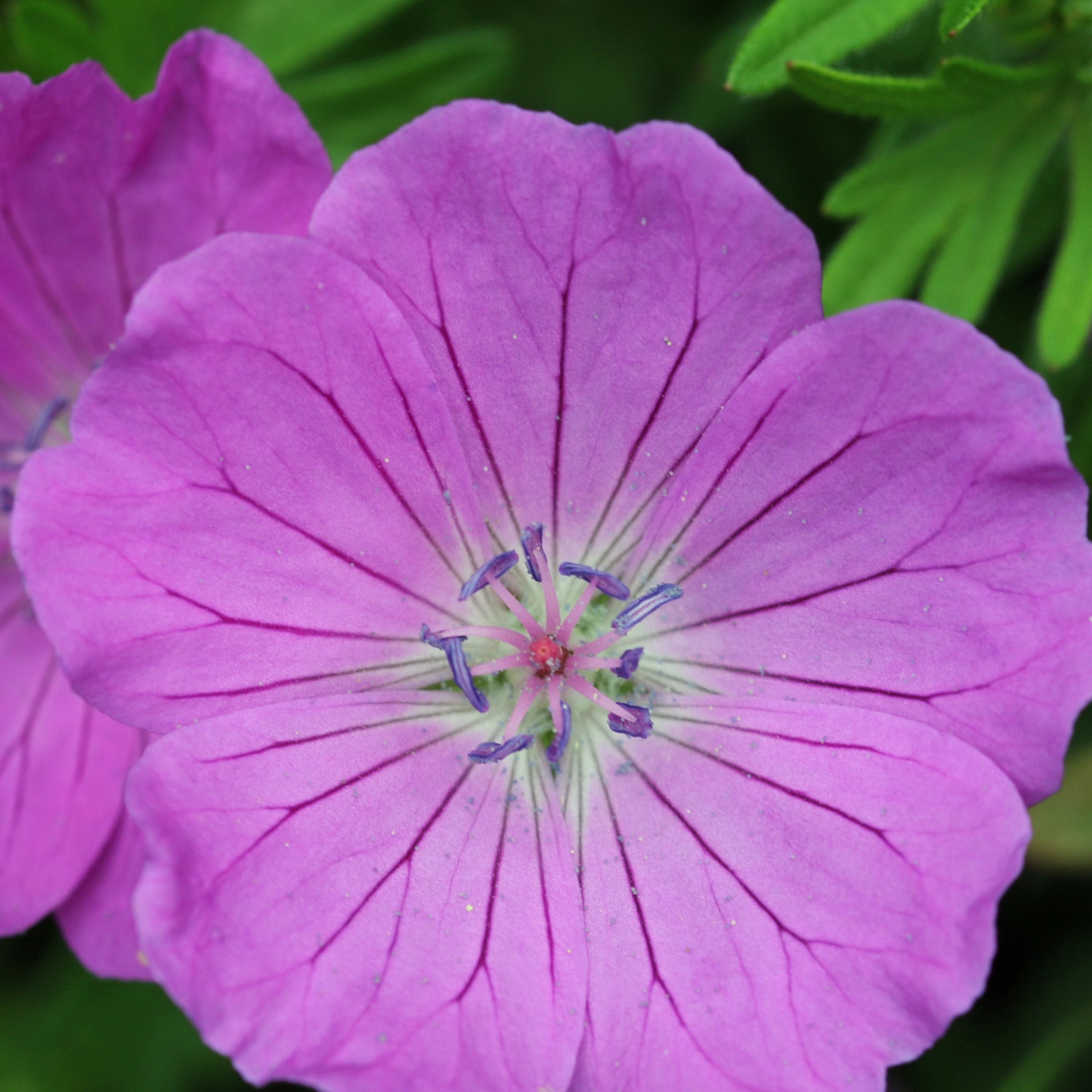 9 Géraniums vivaces en mélange - Geranium oxonianum katharine adèle , himalayense,