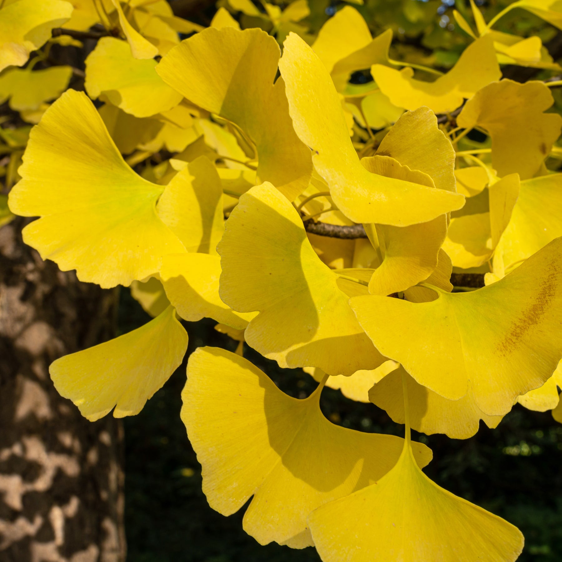 Ginkgo biloba Blagon - Arbre aux 40 écus - Ginkgo biloba blagon