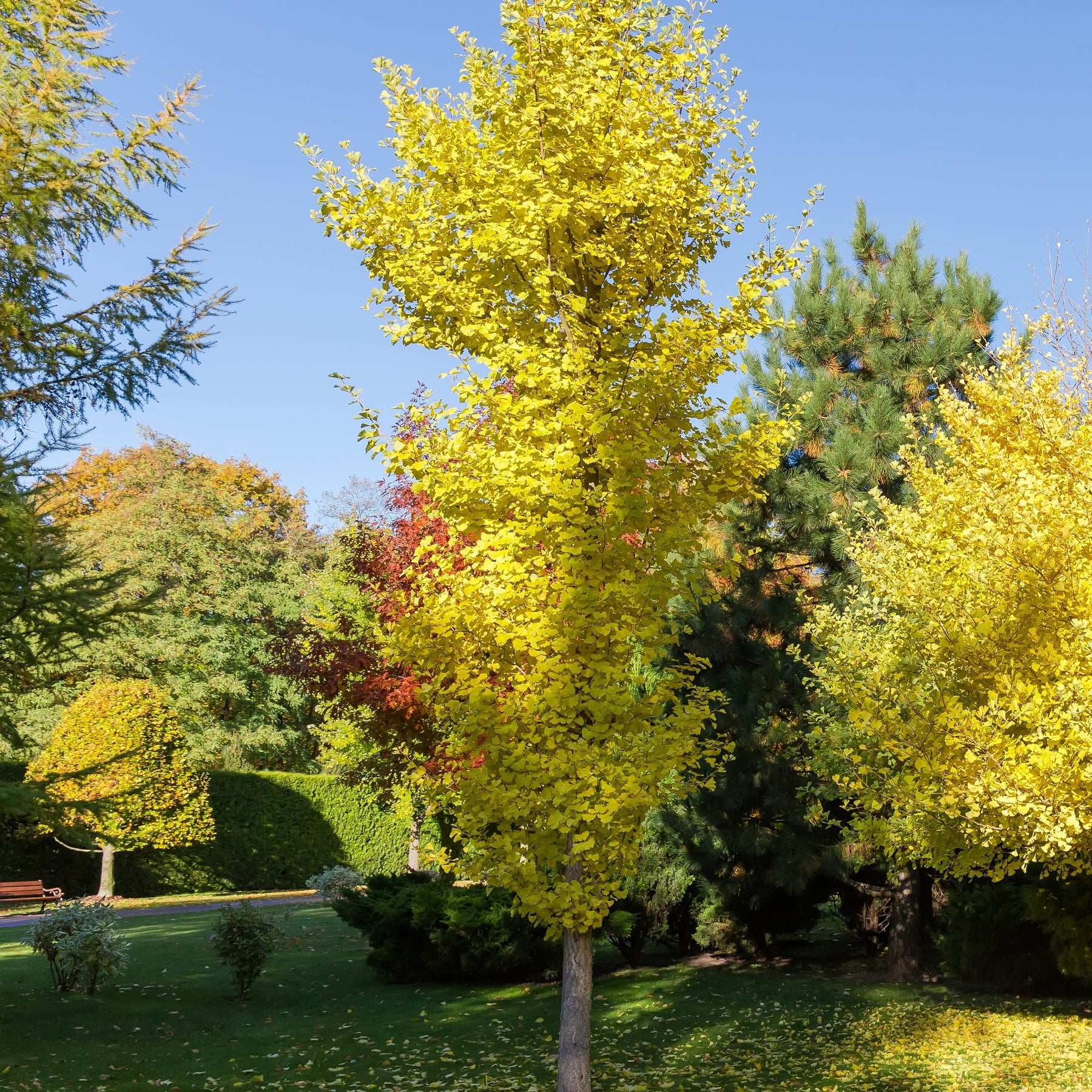 Ginkgo biloba Blagon - Arbre aux 40 écus - Ginkgo biloba blagon - Arbres