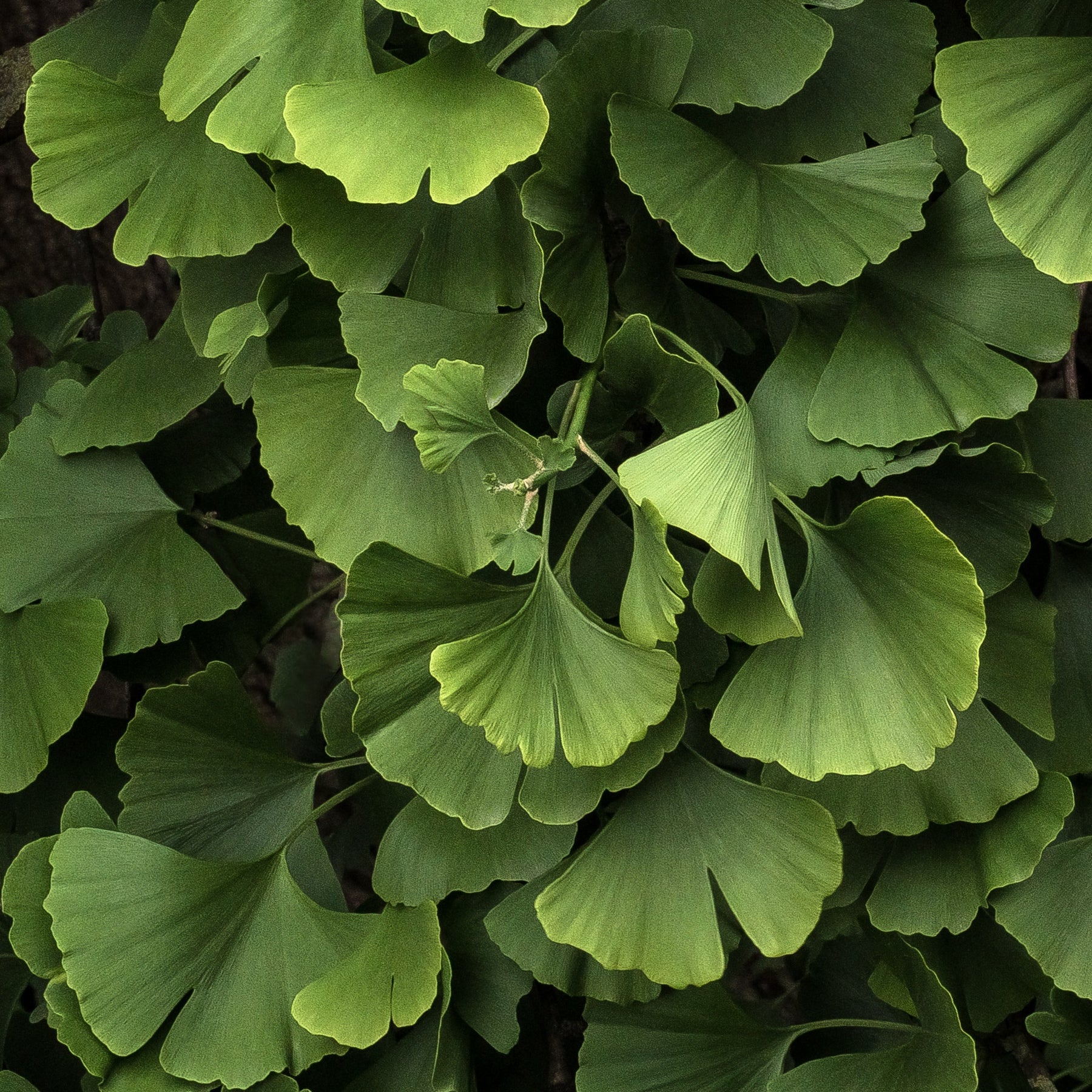 Ginkgo biloba Blagon - Arbre aux 40 écus - Ginkgo biloba blagon