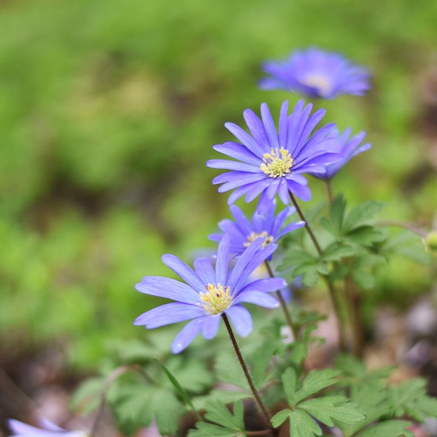 30 Anémones de Grèce Blue Shades - Anemone blanda Blue Shades - Willemse