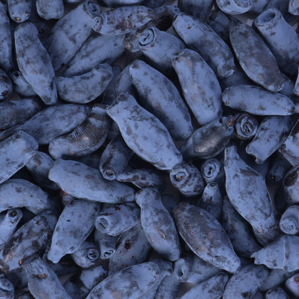 Baie de Mai Borealis - Camerisier - Lonicera caerulea 'borealis' - Willemse