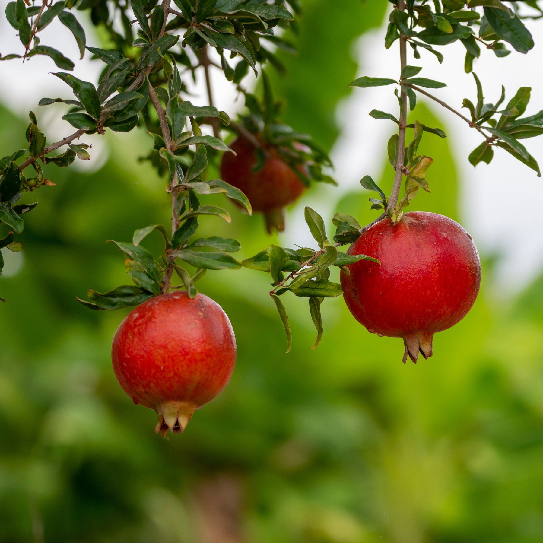 Grenadier à fruits Fina Tendral - Punica granatum fina tendral - Plantes