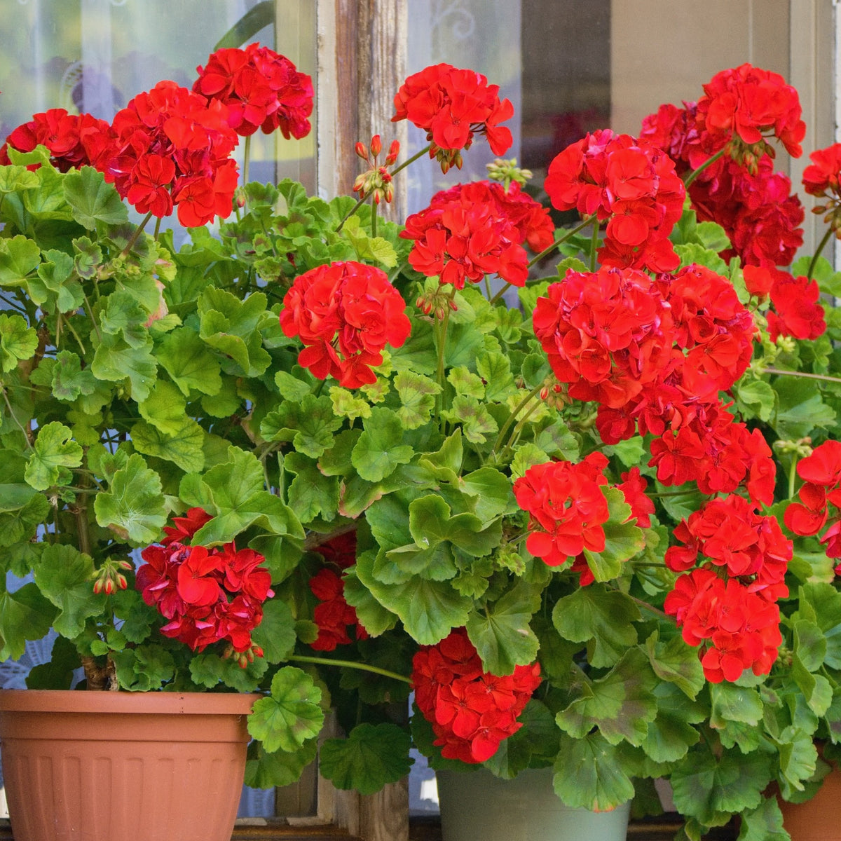 Collection de 6 Géraniums : rouges, blancs, Dark Lilac - Pelargonium zonale - Willemse