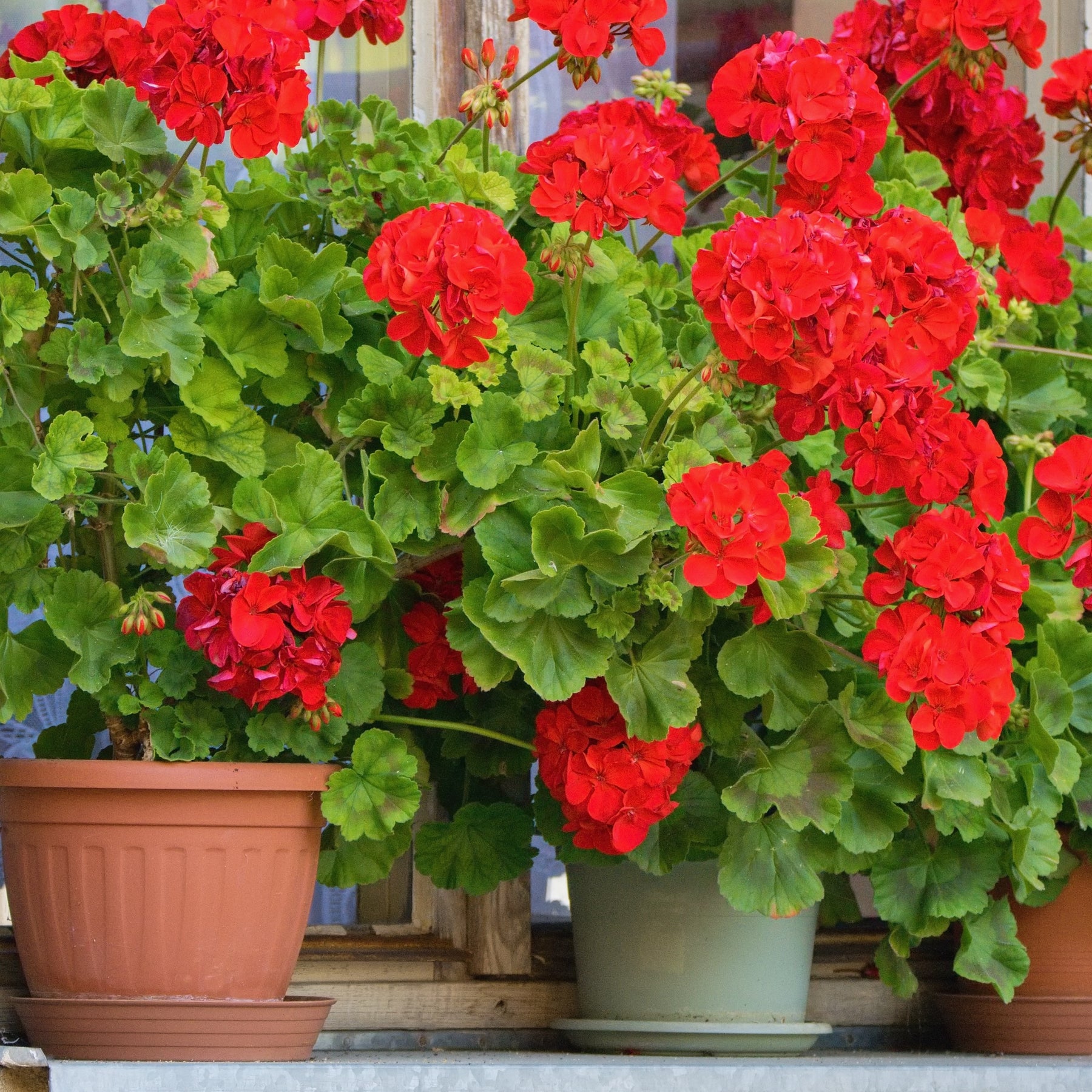 Géranium zonale rouge - Pelargonium zonale - Plantes