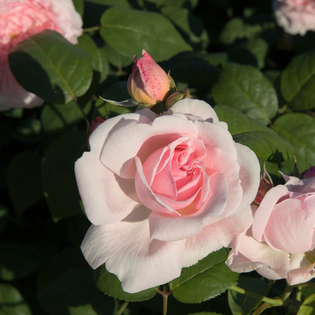 Rosier buisson rose - Rosa - Plantes