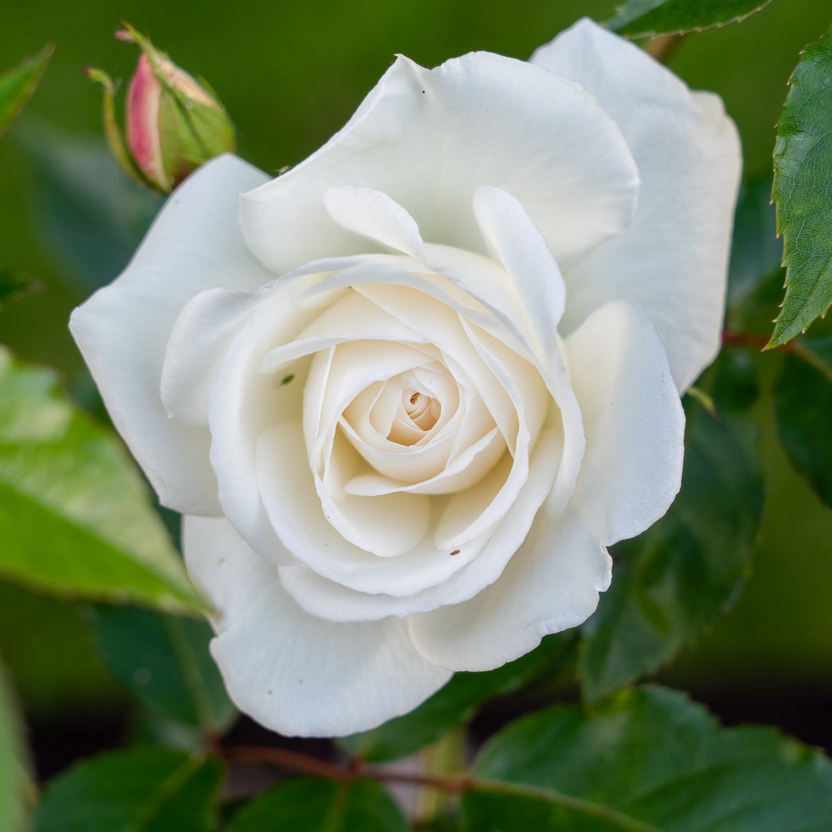 Rosier buisson blanc - Rosa - Plantes