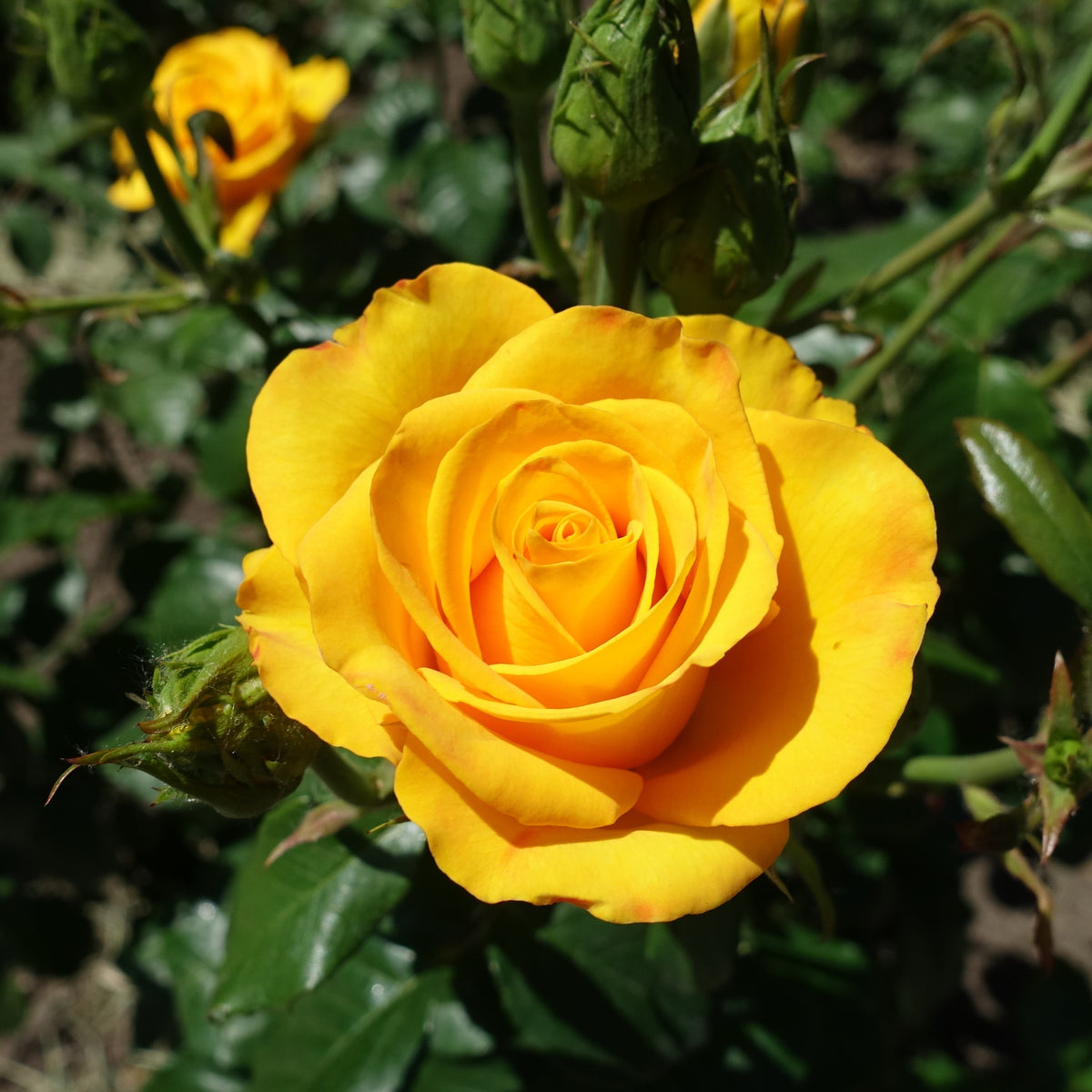 Rosier buisson jaune - Rosa - Plantes