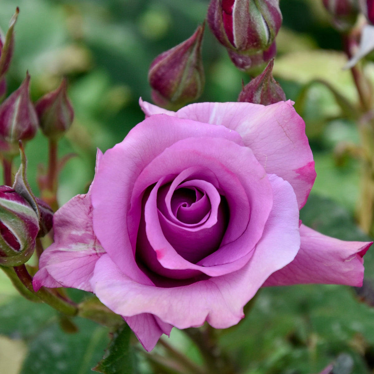 Rosier à massif violet - Rosa - Plantes