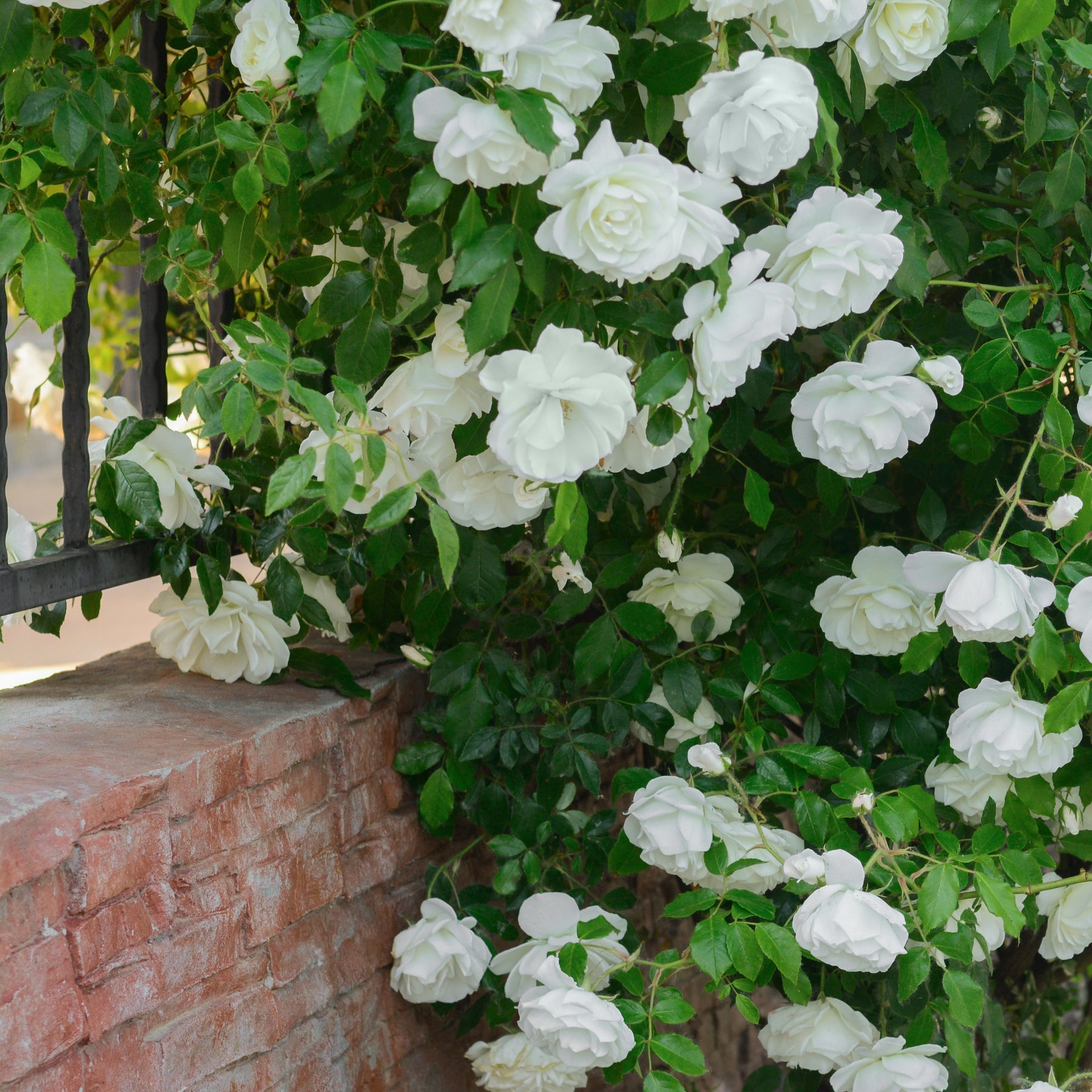 Rosier grimpant blanc - Rosa - Plantes