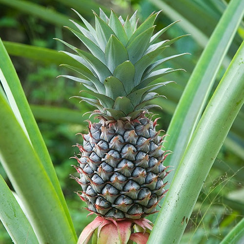 Ananas - Ananas comosus - Plantes