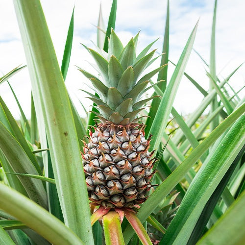 Ananas - Ananas comosus - Willemse