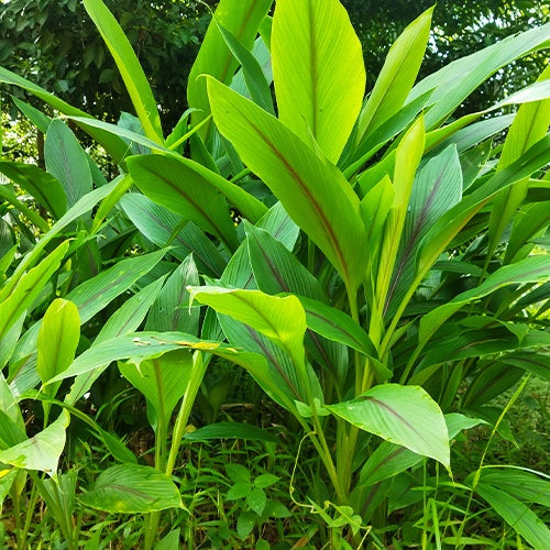 Curcuma longa turmeric 'Safran des Indes' - Curcuma longa turmeric - Plantes d'intérieur