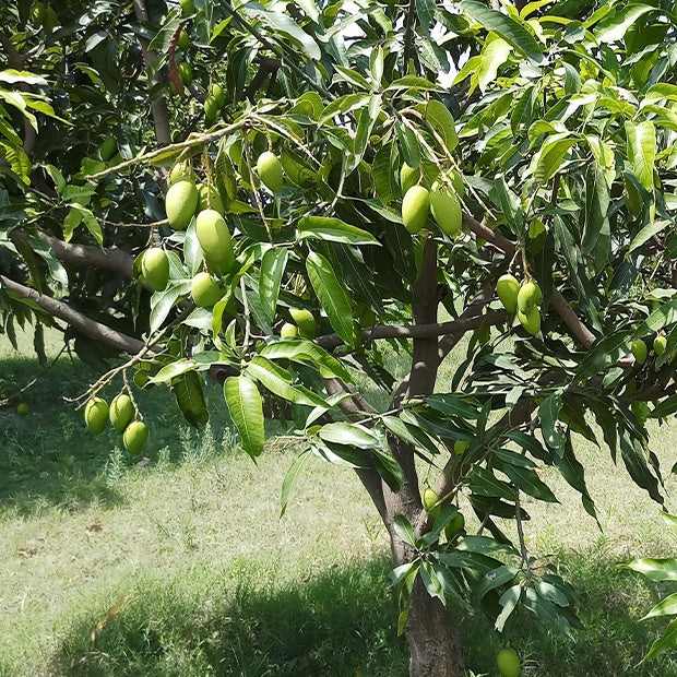 Manguier rare 'Kensington' - Mangifera indica - Fruitiers Arbres et arbustes