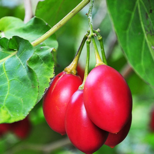 Tomates en arbre - Cyphomandra betacea - Plantes