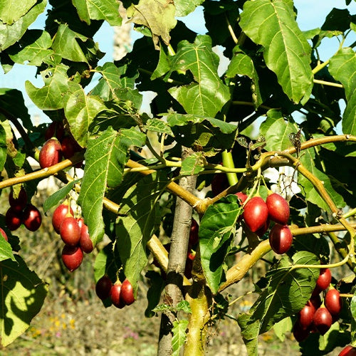 Tomates en arbre - Cyphomandra betacea - Fruitiers Arbres et arbustes