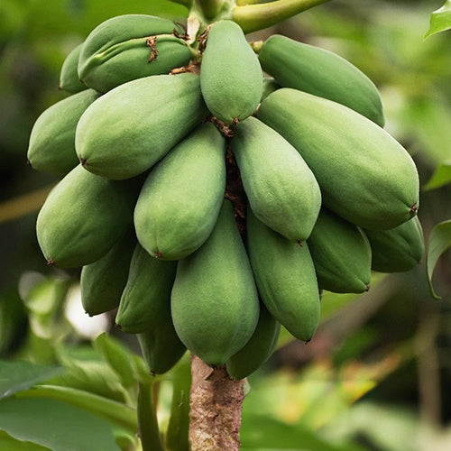 Papayer 'babaco' - Carica pentagona - Plantes