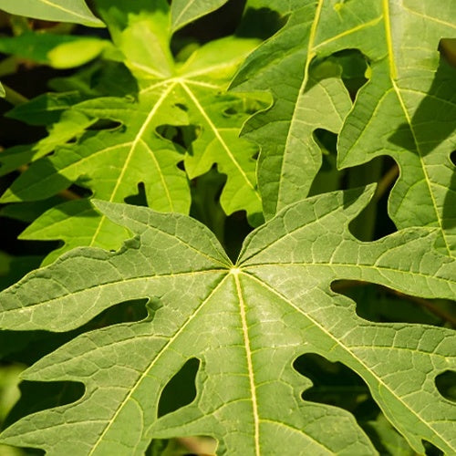 Papayer 'babaco' - Carica pentagona - Arbres fruitiers exotiques