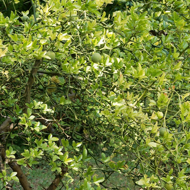 Citron du nord - Poncirus trifoliata - Fruitiers Arbres et arbustes