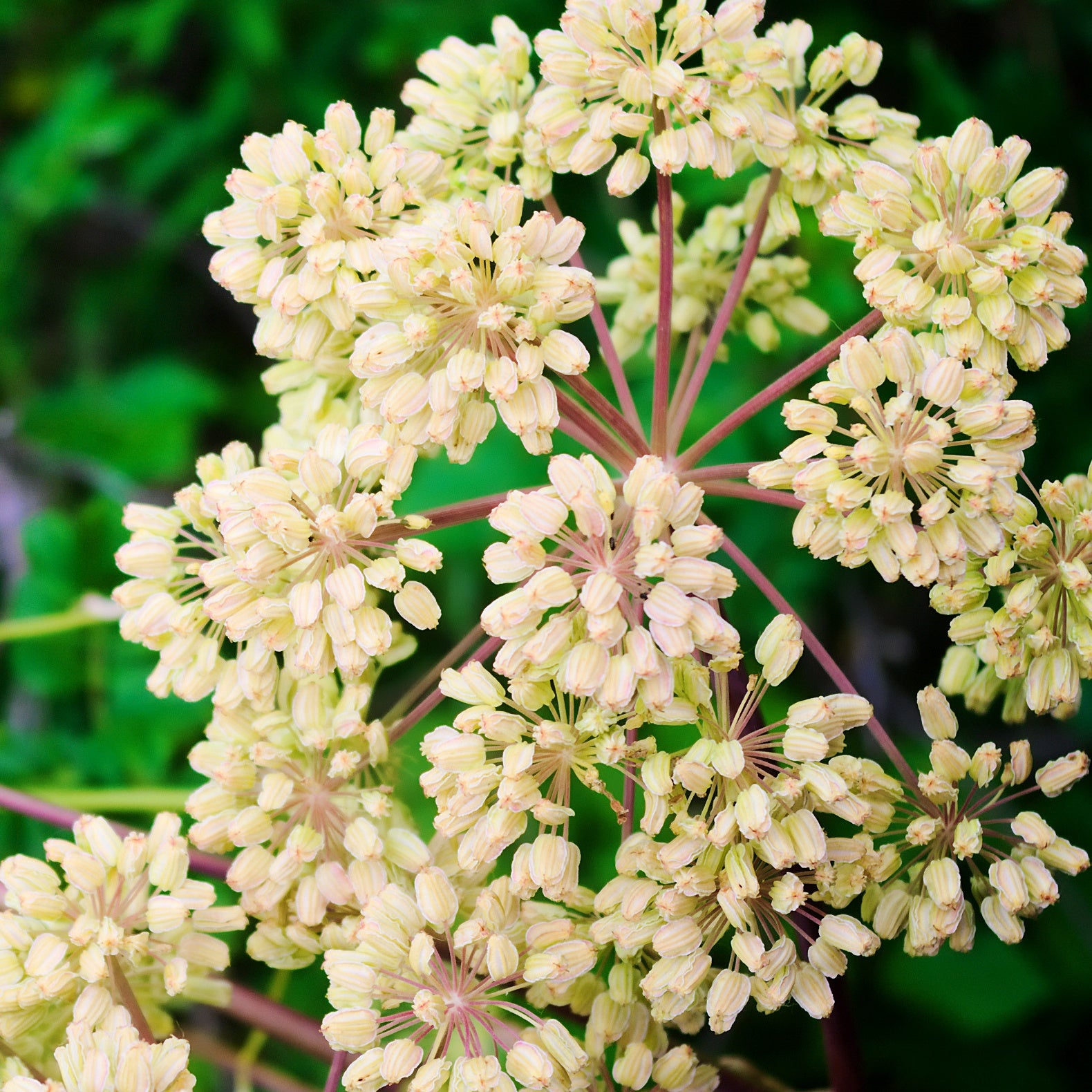 Angélique officinale - Angelica archangelica - Plantes