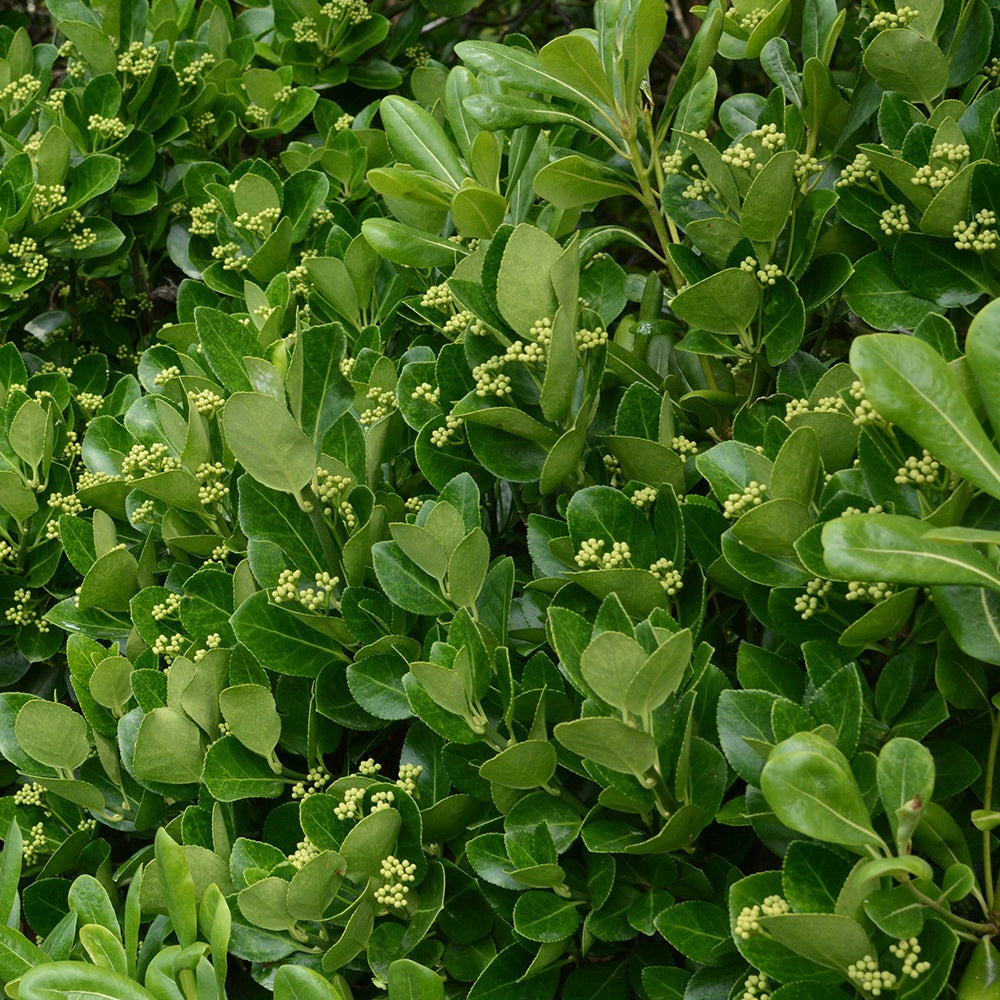 Fusain du Japon - Euonymus japonicus - Willemse