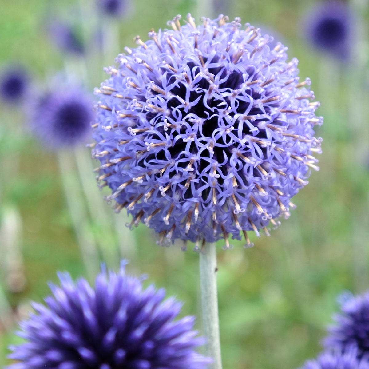 Boules azurées Veitchs Blue - Echinops ritro Veitch's Blue - Willemse